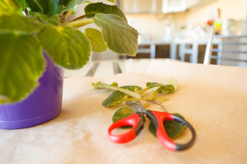 concept house plants