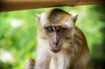 singes en thaïlande