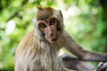 Obraz premium singes en thailande