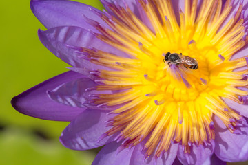 close up bee on pollen of beautiful lotus flower or water lily in sunlight, shallow depth of field