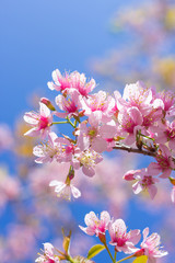 Pink cherry blossom