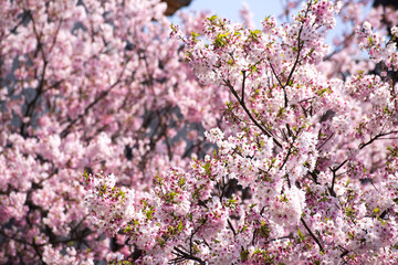Beautiful cherry blossom sakura in spring time over sky.