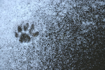 cat trails in snow