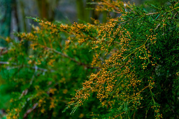 Branches of pine tree