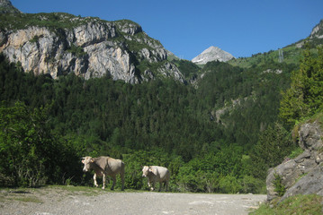 Valle de Ordesa, Pireneje, Hiszpania - krowy wędrujące górską ścieżką w Dolinie Ordesy © Iwona