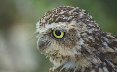 True owl portrait