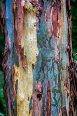 Close up of colourful multi hued scribbly gum eucalyptus tree trunk