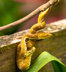 Eyelash Viper, Costa Rica