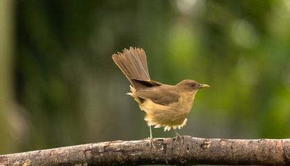 Kleiner Vogel auf Ast