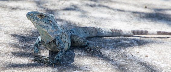Leguan, Costa Rica