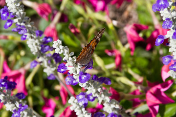 Distelfalter Schmetterling Insekt als Nahaufnahme mit schönen Bokeh