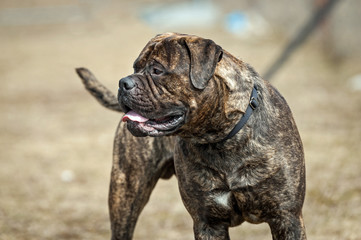 Bullmastiffportrait