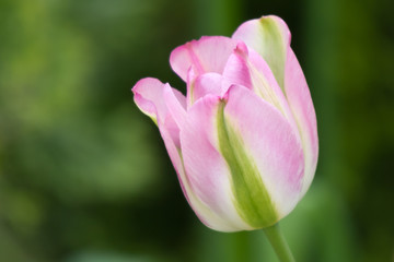rosa grüne Tulpe als Nahaufnahme mit schönen Bokeh
