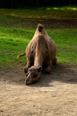 Kamel