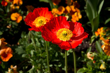 rote Mohnblume als Nahaufnahme mit schönen Bokeh