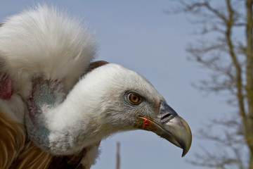 Greifvogel Portrait Geier als Nahaufnahme mit schönen Bokeh