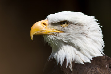 Greifvogel Portrait Seeadler Adler als Nahaufnahme mit schönen Bokeh