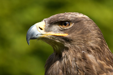 Greifvogel Portrait Steinadler Adler als Nahaufnahme mit schönen Bokeh