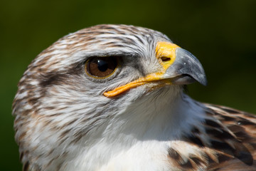 Greifvogel Portrait als Nahaufnahme mit schönen Bokeh