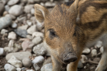 Fototapeta premium getreifte Frischlinge Wildschweine als Nahaufnahme mit schönen Bokeh