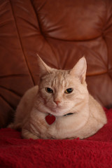 Cat is lying on the couch and resting