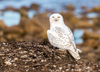 Snowy Owl on Wrack