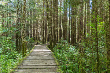 Fototapeta premium Kanada - Urwald Wanderweg Tofino Picific-Rim-Nationalpark und Rainforrest Trail 