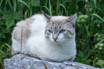 Wet sad cat sits on a large rock on a background of green grass on a cloudy day. Close-up.