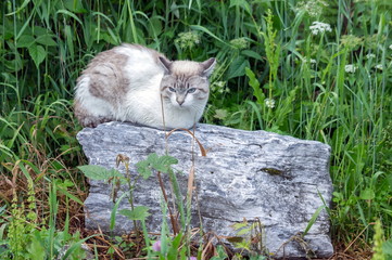 Sad wet white cat sitting on a big gray stone on a background of green grass on a cloudy day. - Powered by Adobe