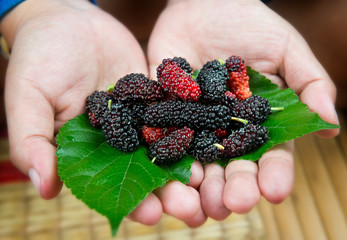 Mulberry harvested from agriculture farm.