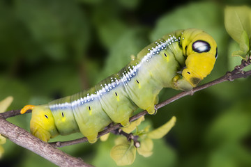 Oleander Hawk Moth Caterpillar.