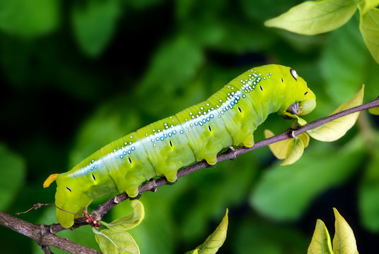 Oleander Hawk Moth Caterpillar.
