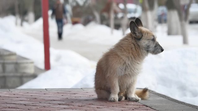 Stray dogs on street makes fear people