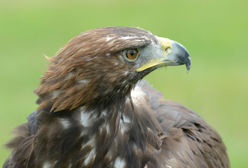 golden eagle, Aquila chrysaetos, orzeł przedni © Slawomir