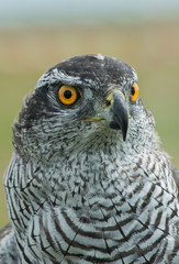 hawk, Accipiter gentilis, jastrząb