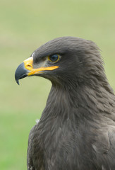 steppe eagle, Aquila nipalensis, orzeł stepowy