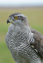 hawk, Accipiter gentilis, jastrząb