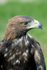 golden eagle, Aquila chrysaetos, orzeł przedni