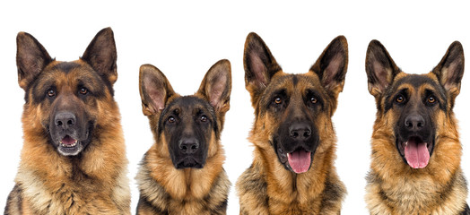 portrait of a shepherd puppy looking