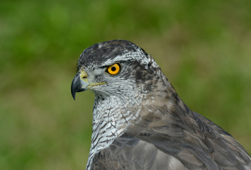 hawk, Accipiter gentilis, jastrząb