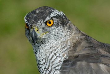 hawk, Accipiter gentilis, jastrząb