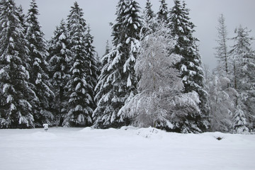 snow-covered forest in southern Sweden