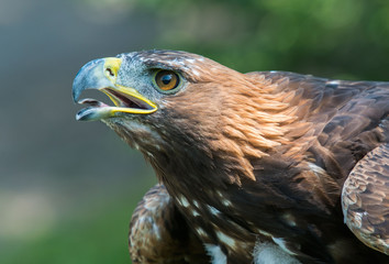 golden eagle, Aquila chrysaetos, orzeł przedni © Slawomir