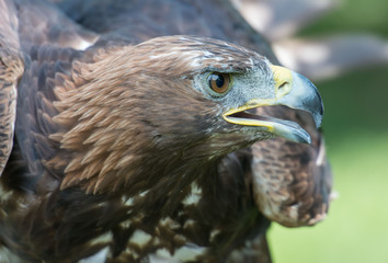 golden eagle, Aquila chrysaetos, orzeł przedni © Slawomir