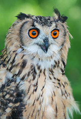 Indian eagle-owl, Bubo bengalensis, puchacz indyjski