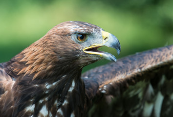 golden eagle, Aquila chrysaetos, orzeł przedni © Slawomir