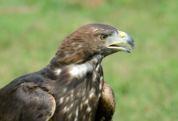 golden eagle, Aquila chrysaetos, orzeł przedni