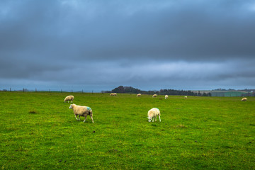 Obraz premium Ales Stones - October 22, 2017: Sheep grazing at the iron age Ales Stones in Skane, Sweden
