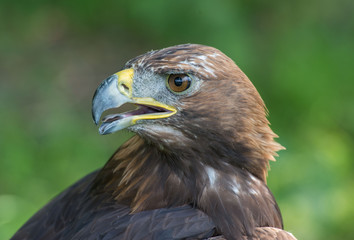 golden eagle, Aquila chrysaetos, orzeł przedni © Slawomir