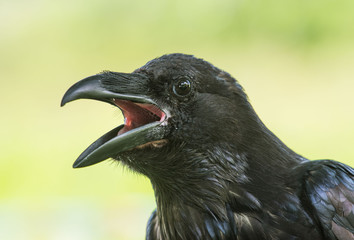 raven, kruk